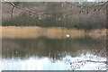 NX3543 : Swan at White Loch of Myrton by Billy McCrorie