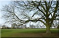 Under the spreading beech tree