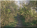 Public footpath in woodland, South Cornelly