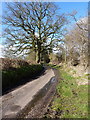 Shredicote Lane near Upper Mitton Farm