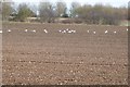 A bare earth field with birds