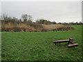 Pond on Alexandra Millennium Green