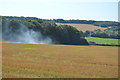 Woodland, Chartham Downs