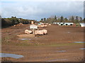 Pig farming near Rectory Farm