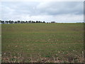 Young crop field east of Higham Road