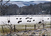 NT2538 : Sheep in the snow, Haystoun by Jim Barton