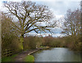 Tree along the towpath of the Erewash Canal