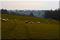 ST0232 : West Somerset : Grassy Field & Sheep by Lewis Clarke