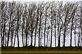 ST0232 : West Somerset : Grassy Field & Trees by Lewis Clarke