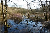 NS3336 : Wetlands at Oldhall Ponds by Mary and Angus Hogg