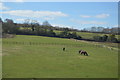 Horses in paddocks