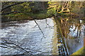 Weir, River Nidd