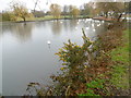 Swans on the Boating Lake in Harrow Lodge Park