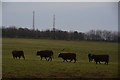 West Somerset : Grassy Field & Cattle