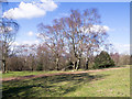 SO7640 : Birch trees with nearby bench by Trevor Littlewood