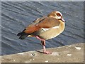 TQ2782 : Egyptian Goose by the Regent's Park Boating Lake by Oliver Dixon