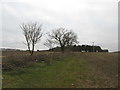 Hedge laying at Dick Hill