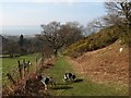 Footpath to Llys-y-gwynt