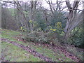 Gorse beside the track