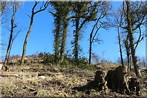 NX4564 : Cleared Woodland near Greenheights by Billy McCrorie
