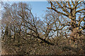 Fallen Tree in Oakwood Park, London N14