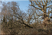 TQ2995 : Fallen Tree in Oakwood Park, London N14 by Christine Matthews