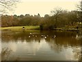 SJ8959 : Biddulph Country Park: fishing lake with geese by Stephen Craven