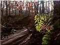 SJ9059 : Biddulph Country Park: ferns and beech leaves by Stephen Craven