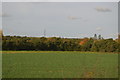 Autumnal colours near Fairwood Junction