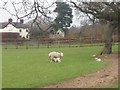 Spring lambs at Brereton