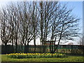 Daffodils and Pennine View School