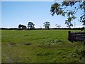 NZ1072 : Field, Silverhill by Richard Webb