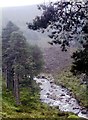 NO1095 : Pines in upper Glen Quoich by Alan Reid
