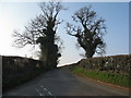 SK2433 : Oak trees on Ash Lane by M J Richardson