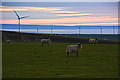 North Devon : Grassy Field & Sheep