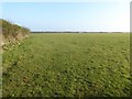 Field near Tredowner near St Merryn