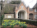 Daffodils in Tring Churchyard