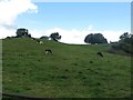 Cattle grazing near Mill Bridge