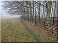 Fenced beech plantation