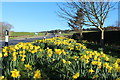 Daffodils at Lagganholm