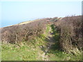 Musselwick - coast path