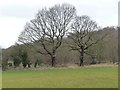 Pair of trees south of Ben Bank Plantation