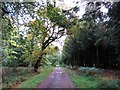 Woodland ride in Bagley Wood