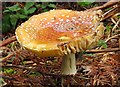 Fungi in Bagley Wood