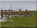 TL3470 : Black-tailed Godwits by Hugh Venables