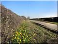 Daffodils in Westfield Road