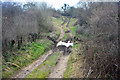 Calf Hay Farm Ford