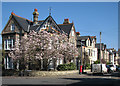 A magnolia on the corner