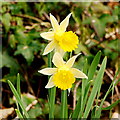 Wild daffodils by Tuns Lane, 2