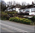 Roadside daffodils, Caerleon Road, Newport